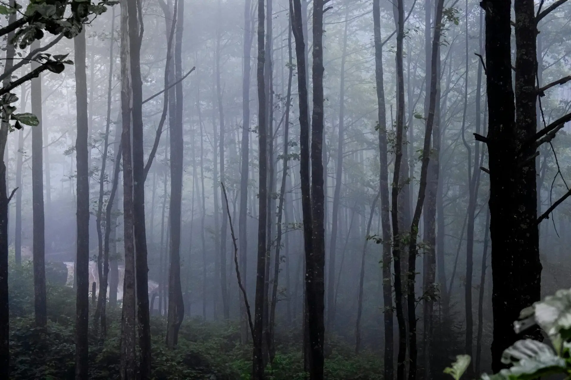 Ana Sayfa Serene misty forest scenery in Rize, Türkiye, creating a peaceful atmosphere.